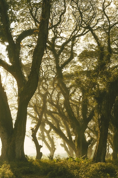 Bomen in het bos