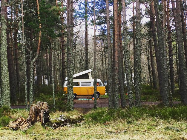 Foto bomen in het bos