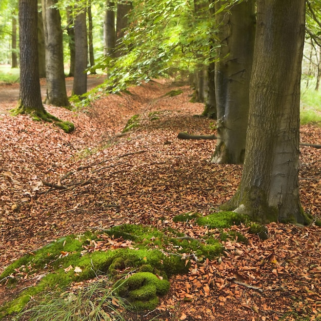 Bomen in het bos