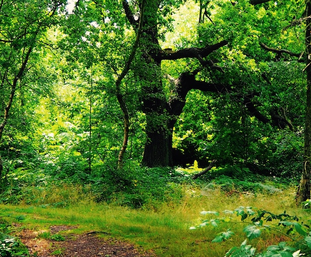 Foto bomen in het bos