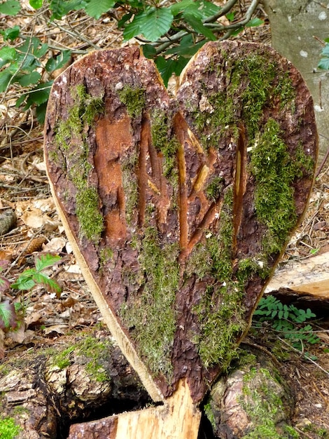 Foto bomen in het bos