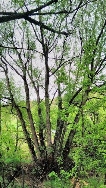 Foto bomen in het bos