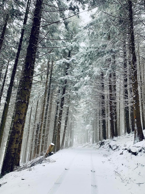 Foto bomen in het bos