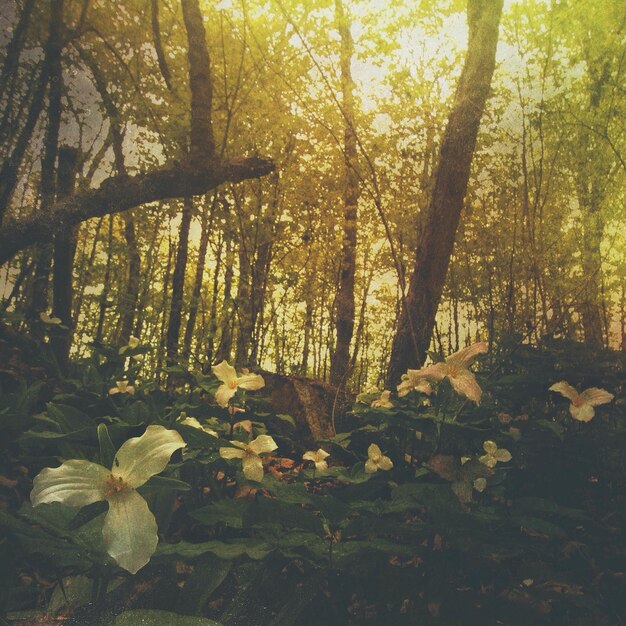 Foto bomen in het bos