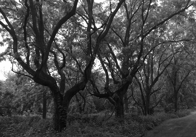 Foto bomen in het bos