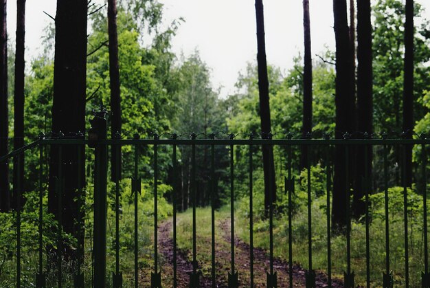 Foto bomen in het bos