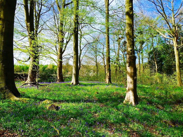 Foto bomen in het bos