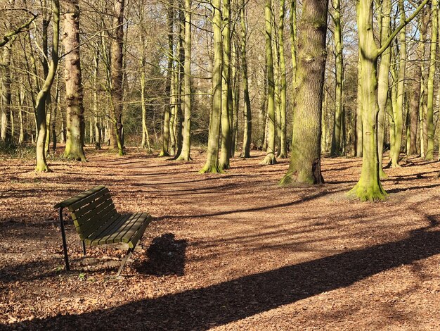 Foto bomen in het bos