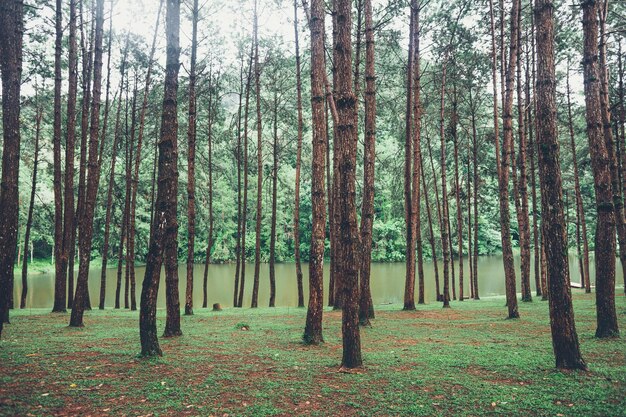 Bomen in het bos