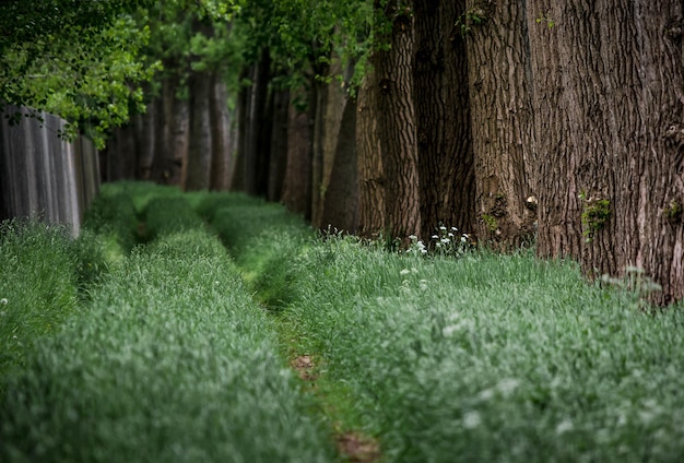 Foto bomen in het bos