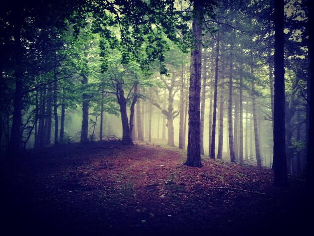 Foto bomen in het bos