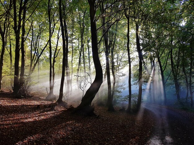 Foto bomen in het bos