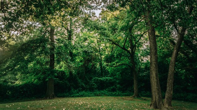 Bomen in het bos