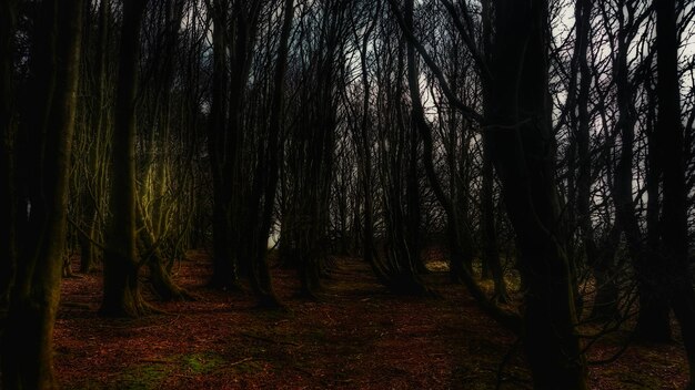 Foto bomen in het bos