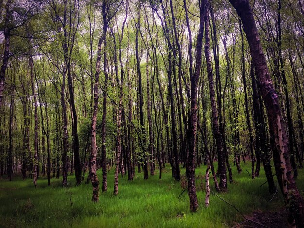 Foto bomen in het bos