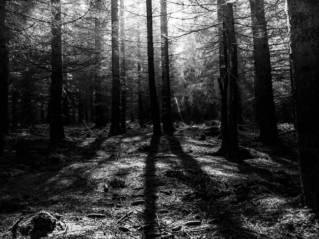 Foto bomen in het bos