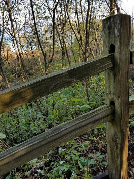 Foto bomen in het bos