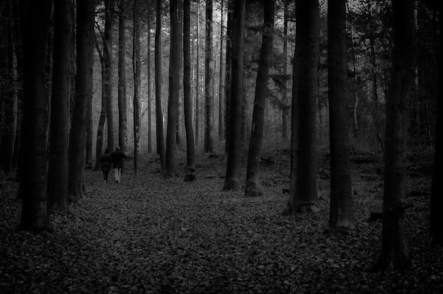 Foto bomen in het bos