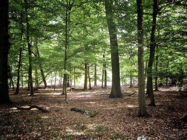 Foto bomen in het bos