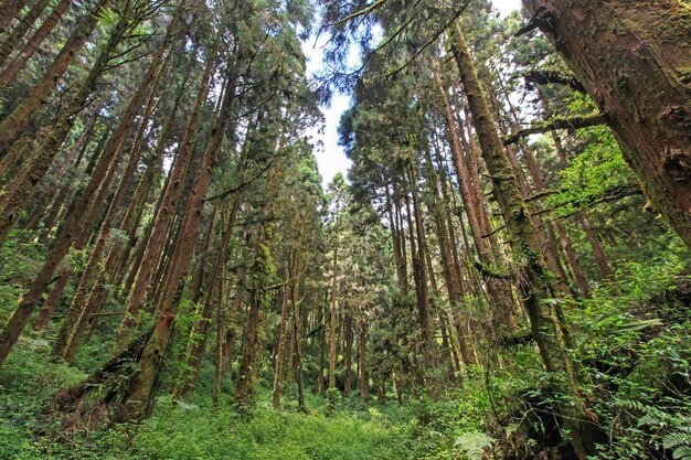 Bomen in het bos
