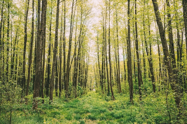Bomen in het bos