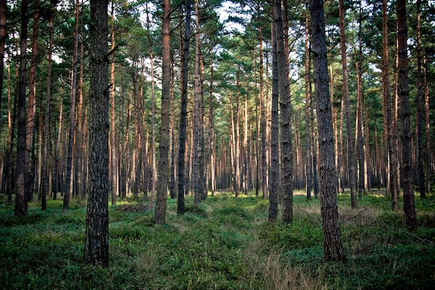 Bomen in het bos