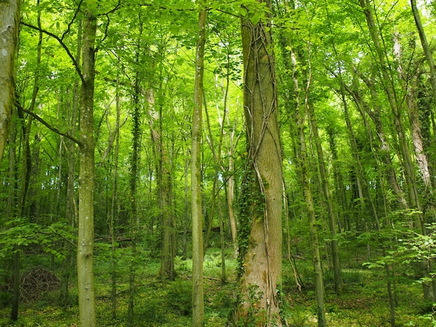 Bomen in het bos