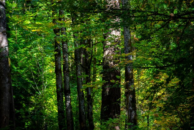 Foto bomen in het bos