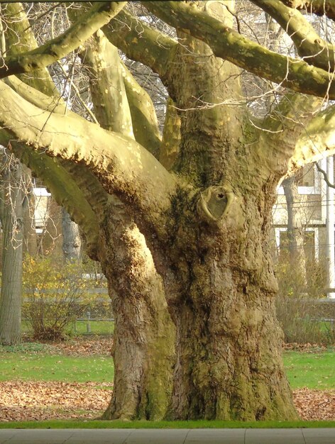 Foto bomen in het bos