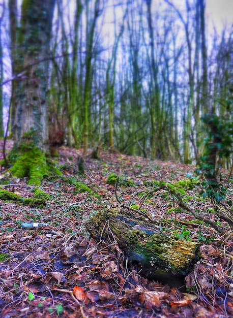 Foto bomen in het bos