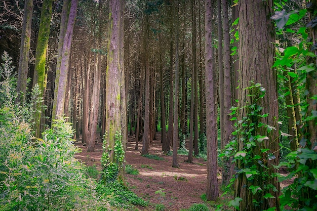 Bomen in het bos