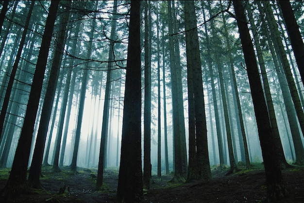 Bomen in het bos