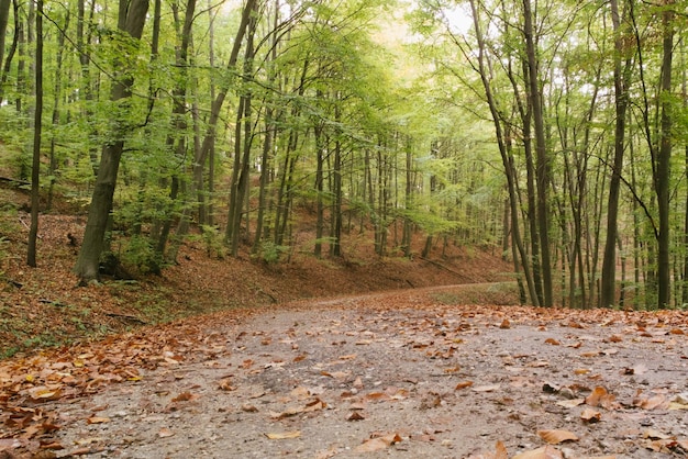 Bomen in het bos