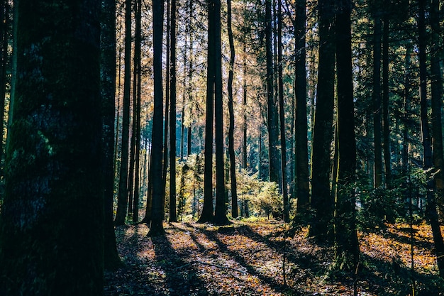 Bomen in het bos