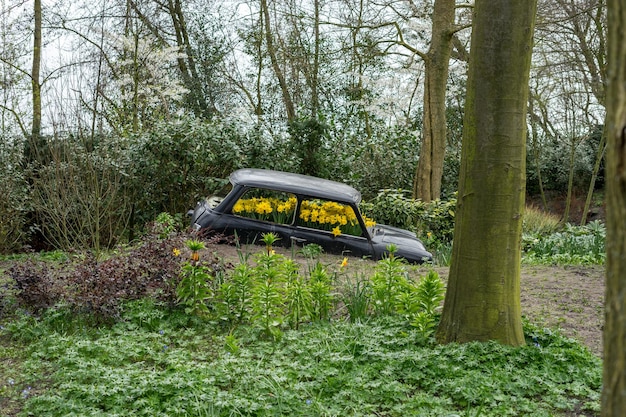 Foto bomen in het bos