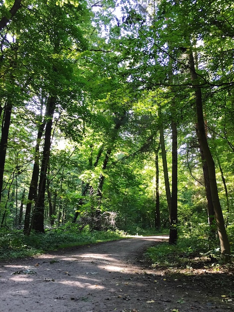 Bomen in het bos