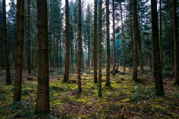 Bomen in het bos