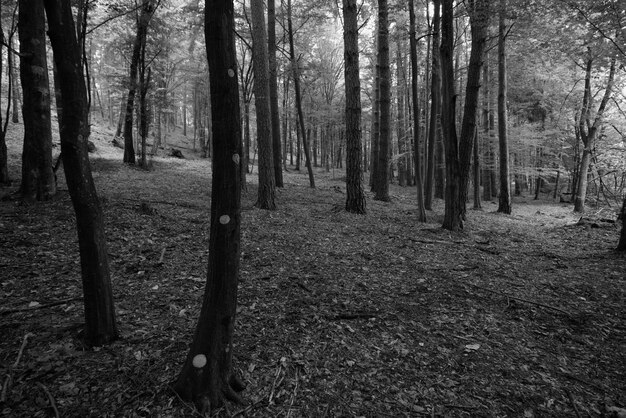 Foto bomen in het bos