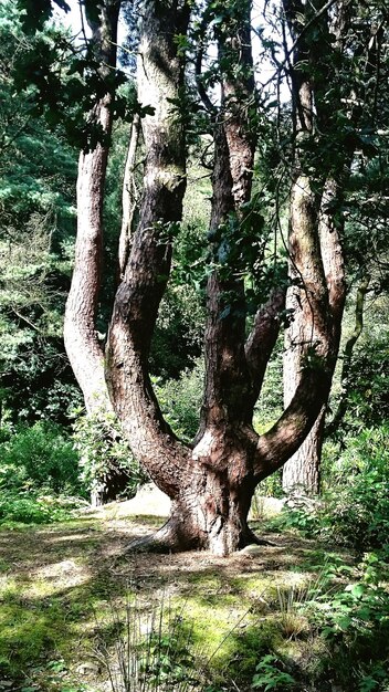 Foto bomen in het bos