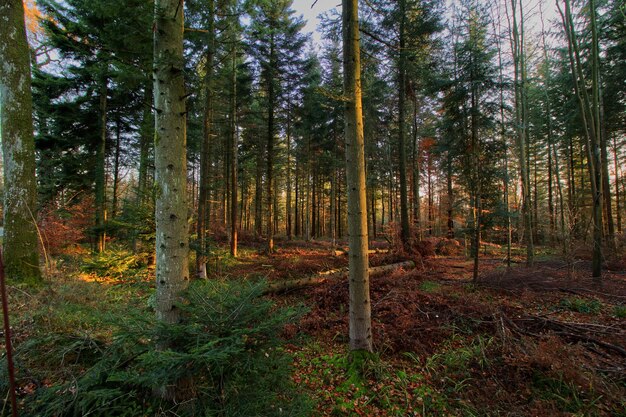 Foto bomen in het bos