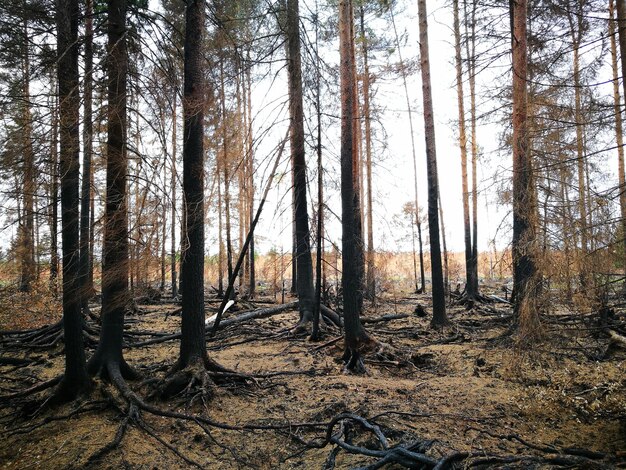 Foto bomen in het bos