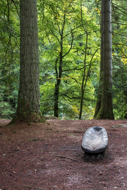 Foto bomen in het bos