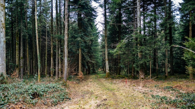 Bomen in het bos