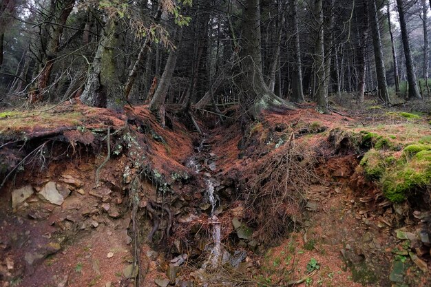 Foto bomen in het bos