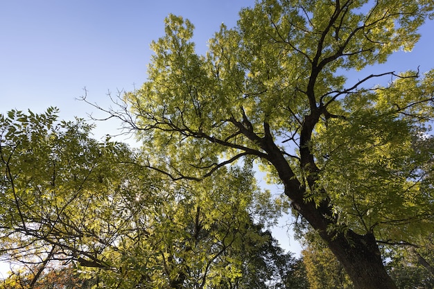 bomen in het bos