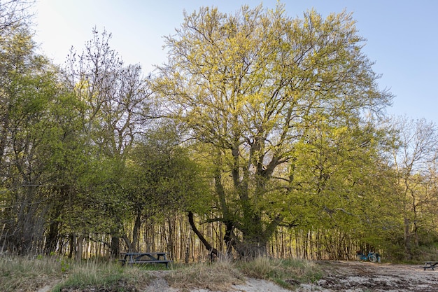 Foto bomen in het bos