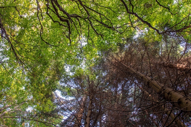 Bomen in het bos