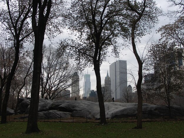 Foto bomen in het central park