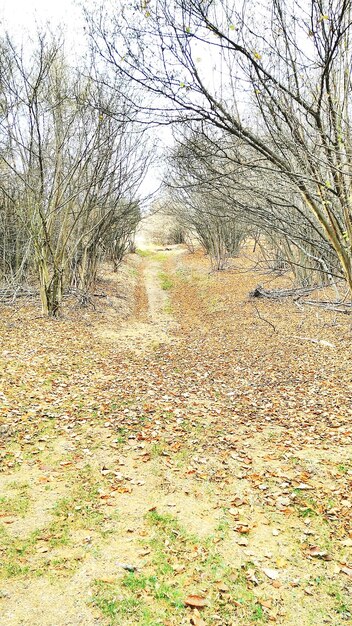 Foto bomen in het donker.