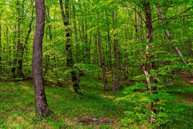 Bomen in het groene bos